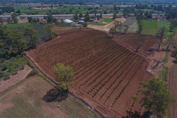 Muğla’da 228 bin 400 ağaç toprakla buluşturuldu