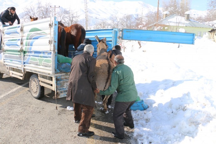 Ölüme terk edilen at ve eşekler için harekete geçtiler