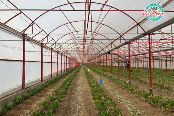 Örtü altı tarımın merkezi Antalya
