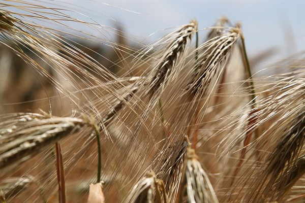 Paketli satılan glutensiz gıdaların pek çoğunda glutene rastlandı