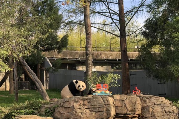 Pandaların ABD’ye gidişinin 50. yılı kutlandı