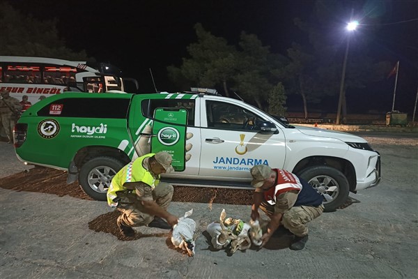 Şanlıurfa'da yaralı 4 ceylan yavrusu ele geçirildi