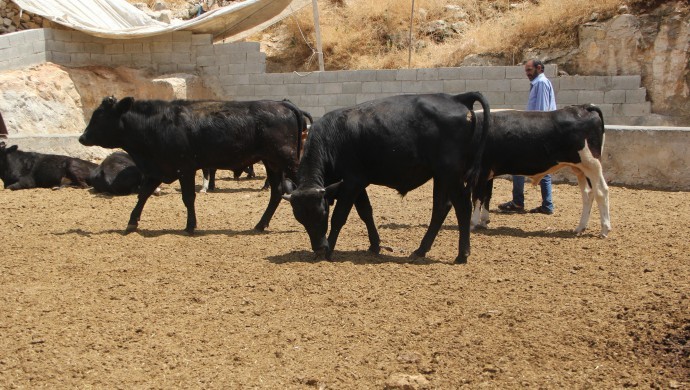 Şanlıurfa’da Bayram öncesi besiciler isyanda