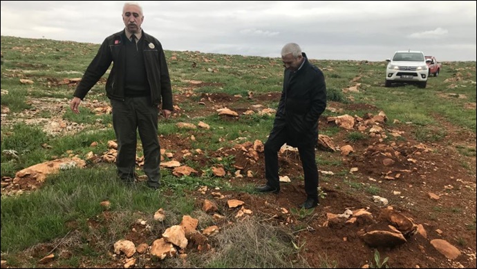 Şanlıurfa'da Dikilen Fidanlarda inceleme