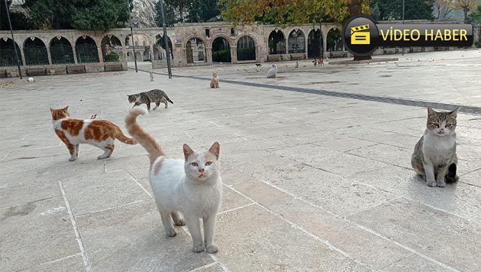 Şanlıurfa'da insanlar evlere çekildi! Balıklıgöl onların oldu