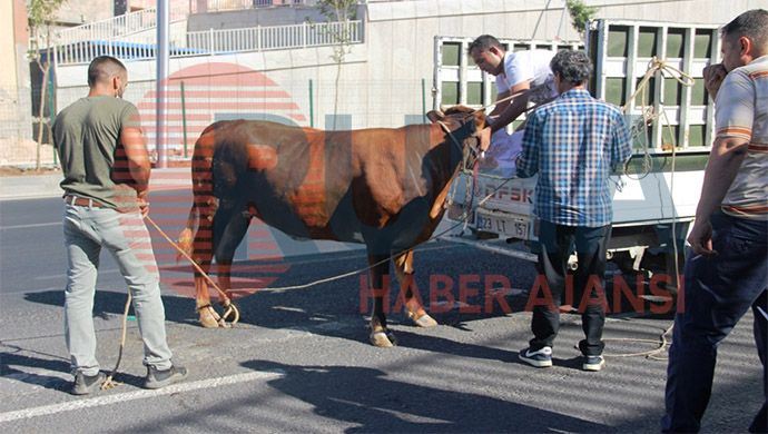 Şanlıurfa’da kaçan boğa sahibini yere serdi