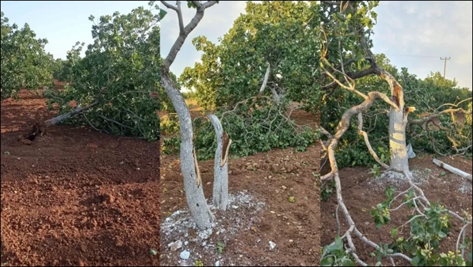 Şanlıurfa'da Şiddetli Fırtına Fıstık Ağaçlarını Kökten Söktü
