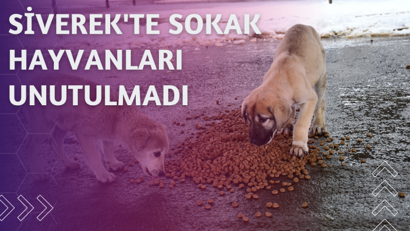 Siverek'te Sokak hayvanları unutulmadı