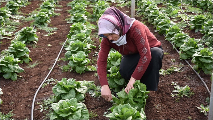 Siverek'teki seralardSiverek'teki seralarda ilk ürünün hasadına başlandıa ilk ürünün hasadına başlandı