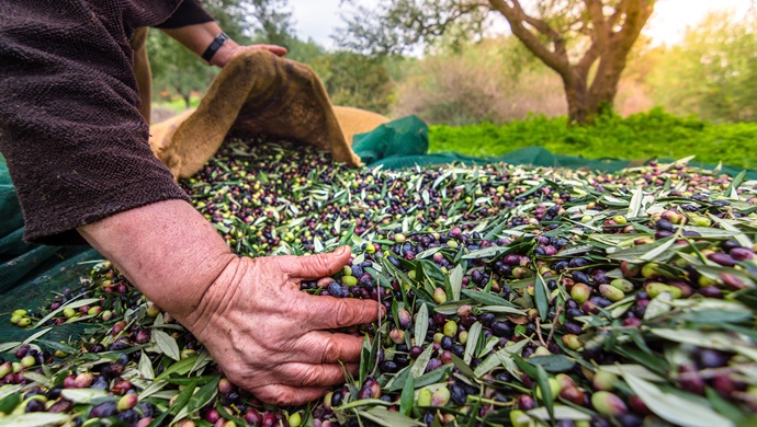 Sofralık zeytin ihracatı 110 bin tona ulaştı