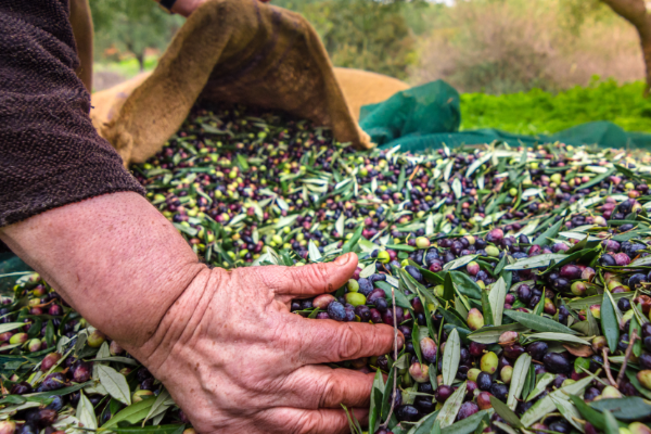 Sofralık zeytin ihracatı 100 bin tona koşuyor