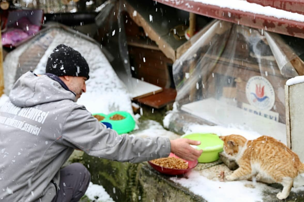 Sokak hayvanları için seferber oldular