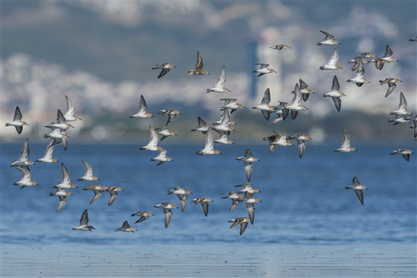 Su kuşlarının vazgeçilmez göç durağı