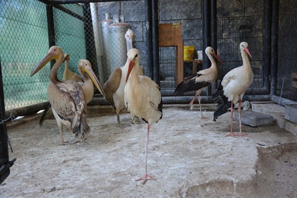 Tarsus Doğa Parkı'nda yaban hayvanların tedavileri yapılıyor