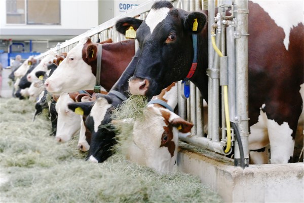TÜİK-Süt işletmelerinin topladığı inek sütü Nisan'da yüzde 9,2 artışla 960,777 tona çıktı