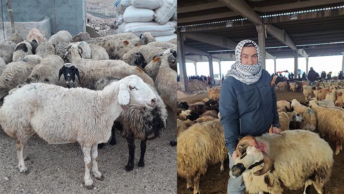 Urfa’da kurbanlıklar görücüye çıktı: İşte kurbanlıklarda son durum