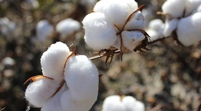 Urfa’da preseli pamuk 10 liranın üzerine çıktı