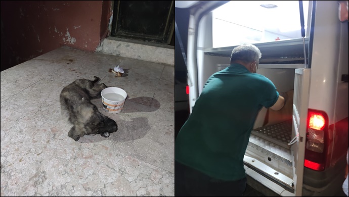 Yaralı köpeğe Urfa Büyükşehir Belediyesi ekipleri sahip çıktı-(VİDEO)