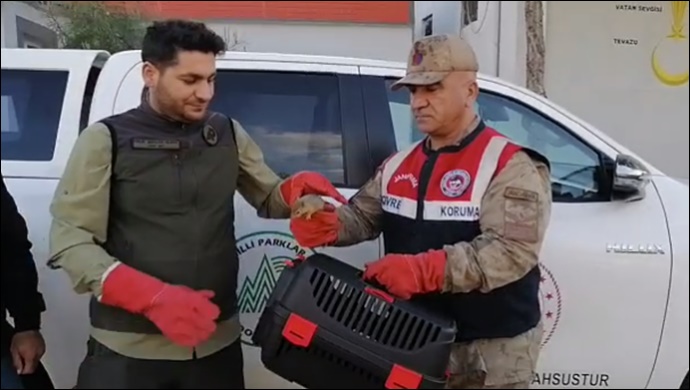 Yolcu otobüsünde 15 sincap yavrusu ele geçirildi