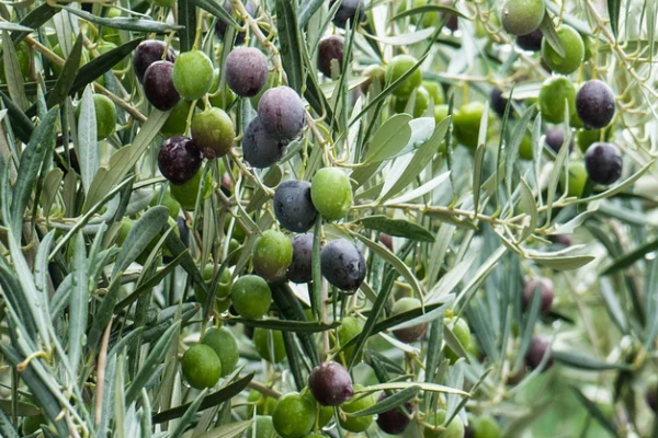 Zeytinlik alanda maden çalışmasına şartlı izin