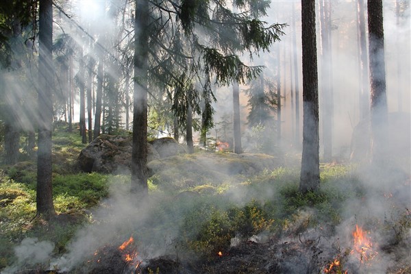 Adana ve Denizli'deki orman yangınları kontrol altına alındı