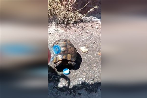 İtfaiye ekipleri, kaplumbağayı yangından kurtardı