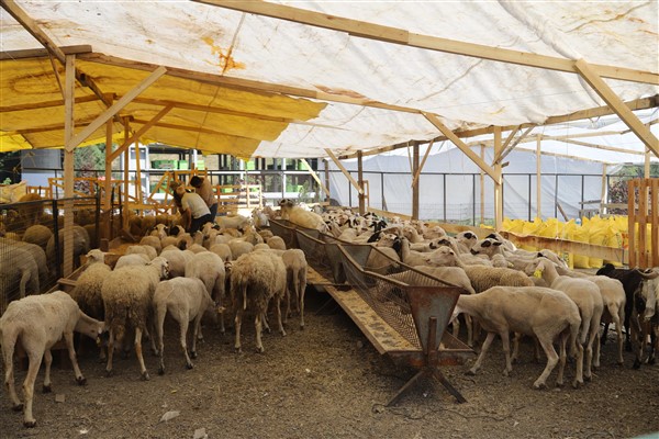 Kağıthane’deki hayvan pazarlarında kurbanlıklar alıcılarını bekliyor