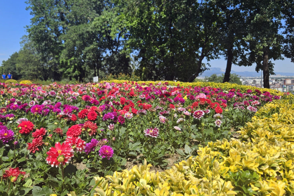 Osmangazi'de çiçek ekimine başlandı
