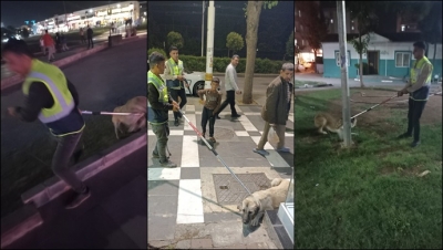 Şanlıurfa'da Başıboş Sokak Köpekleri Toplatıldı
